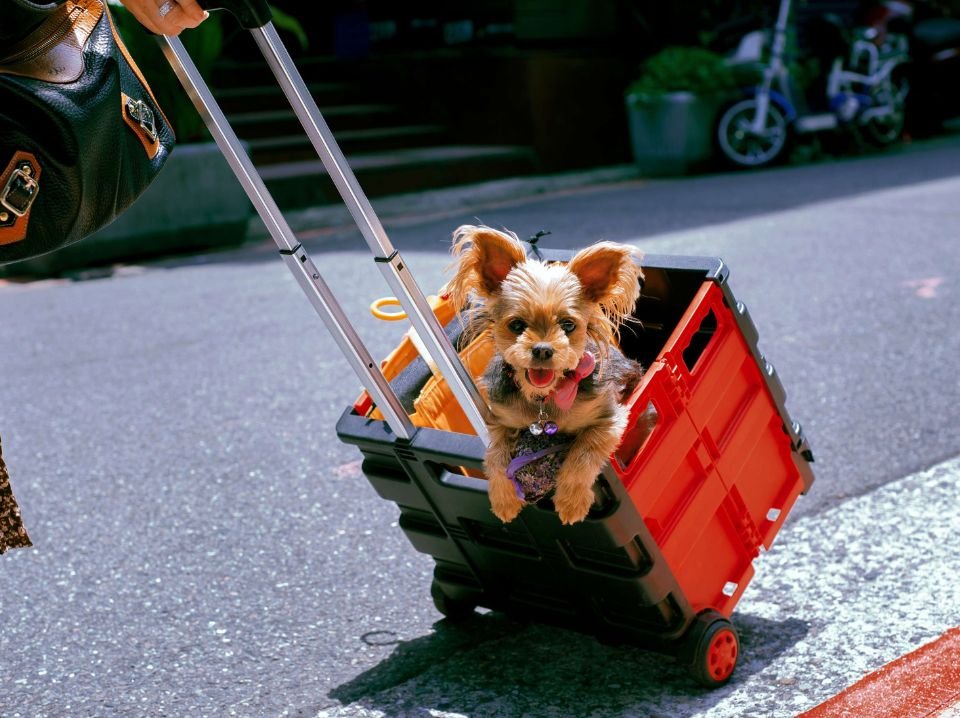 The Ultimate Dog Showdown: Breed Comparisons You Didn’t Know You Needed