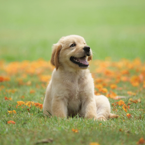 SnowyFox RV 15Amp to 50Amp Adapter – 15Male