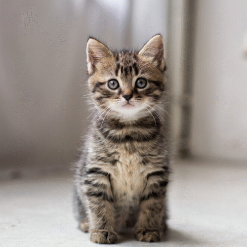 Spyder® – Projector Headlights